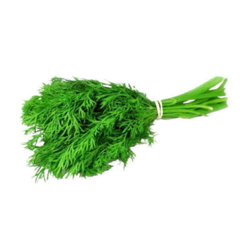 شبنت ورق ربطة